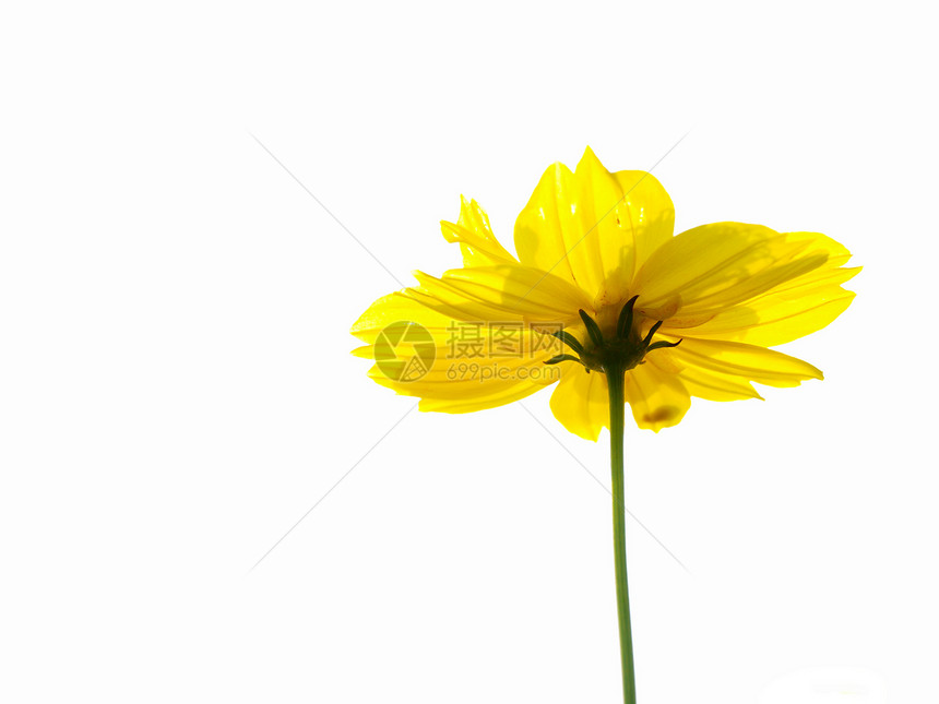 在白色背景上孤立的黄花 宇宙中的黄花植物群花瓣植物紫色甘菊花粉园艺生活快乐静物图片