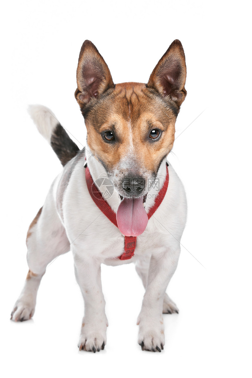 杰克罗塞尔泰瑞尔哺乳动物犬类工作室白色猎犬动物纯种狗图片