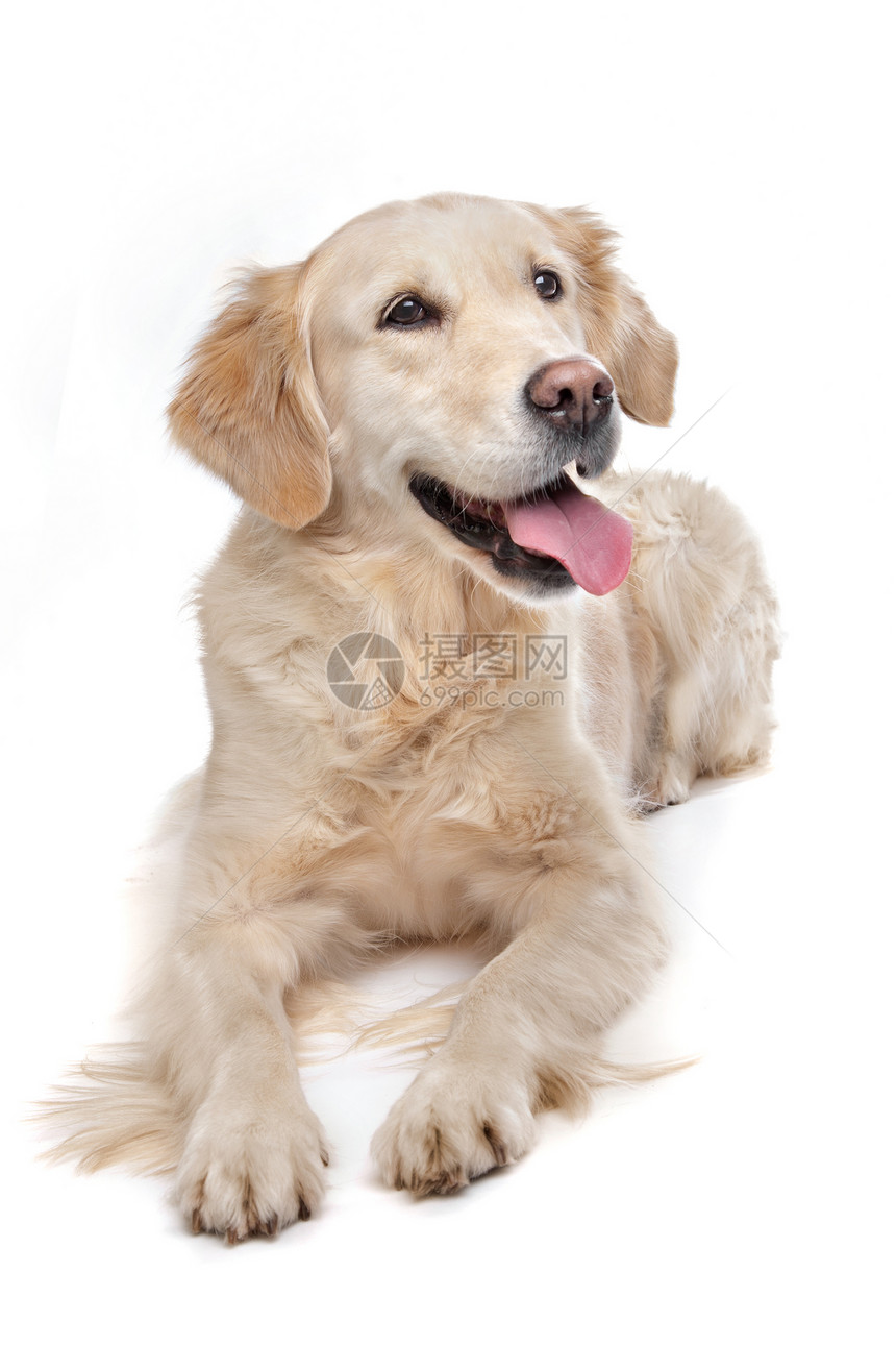 黄金再开采犬类动物棕色褐色白色家畜工作室宠物哺乳动物图片