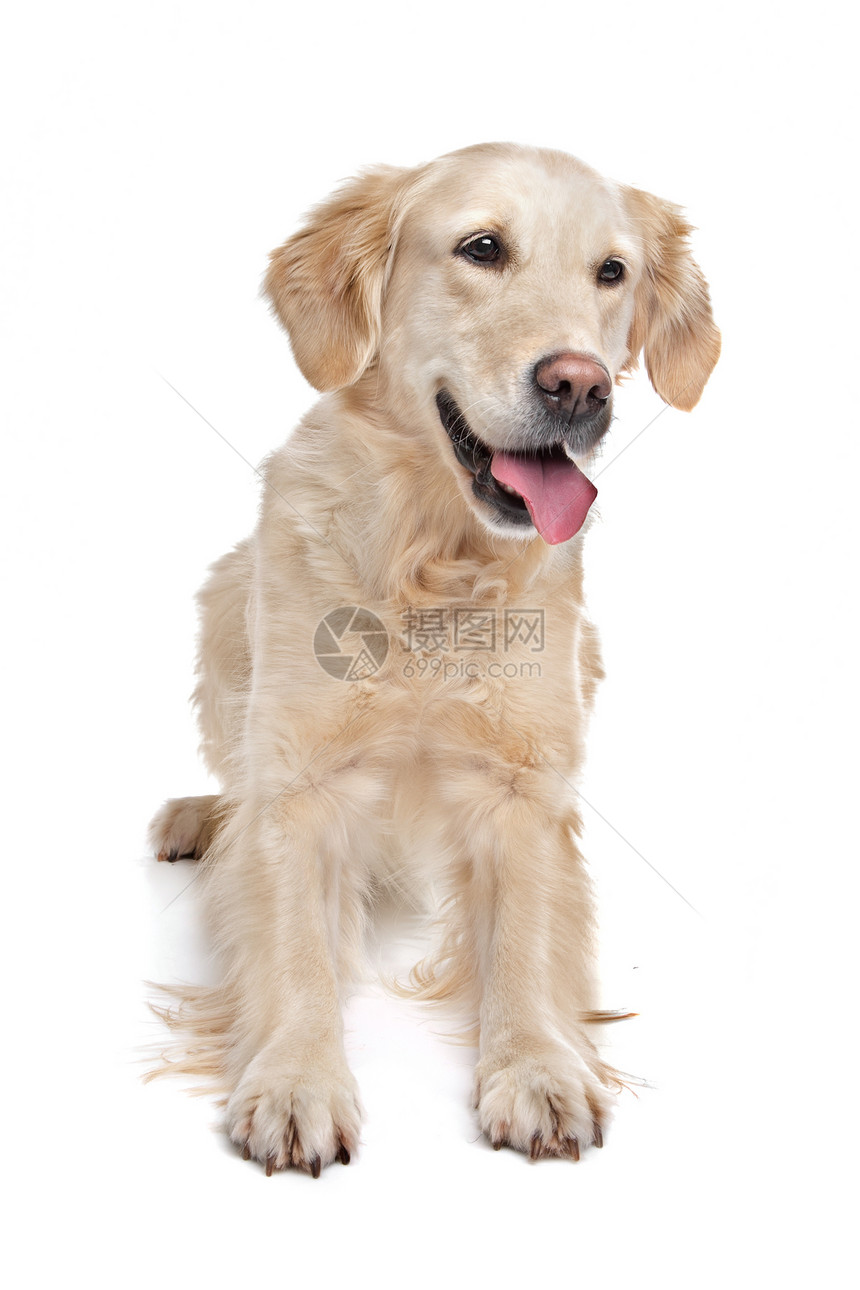 黄金再开采棕色哺乳动物工作室动物家畜褐色犬类宠物白色图片