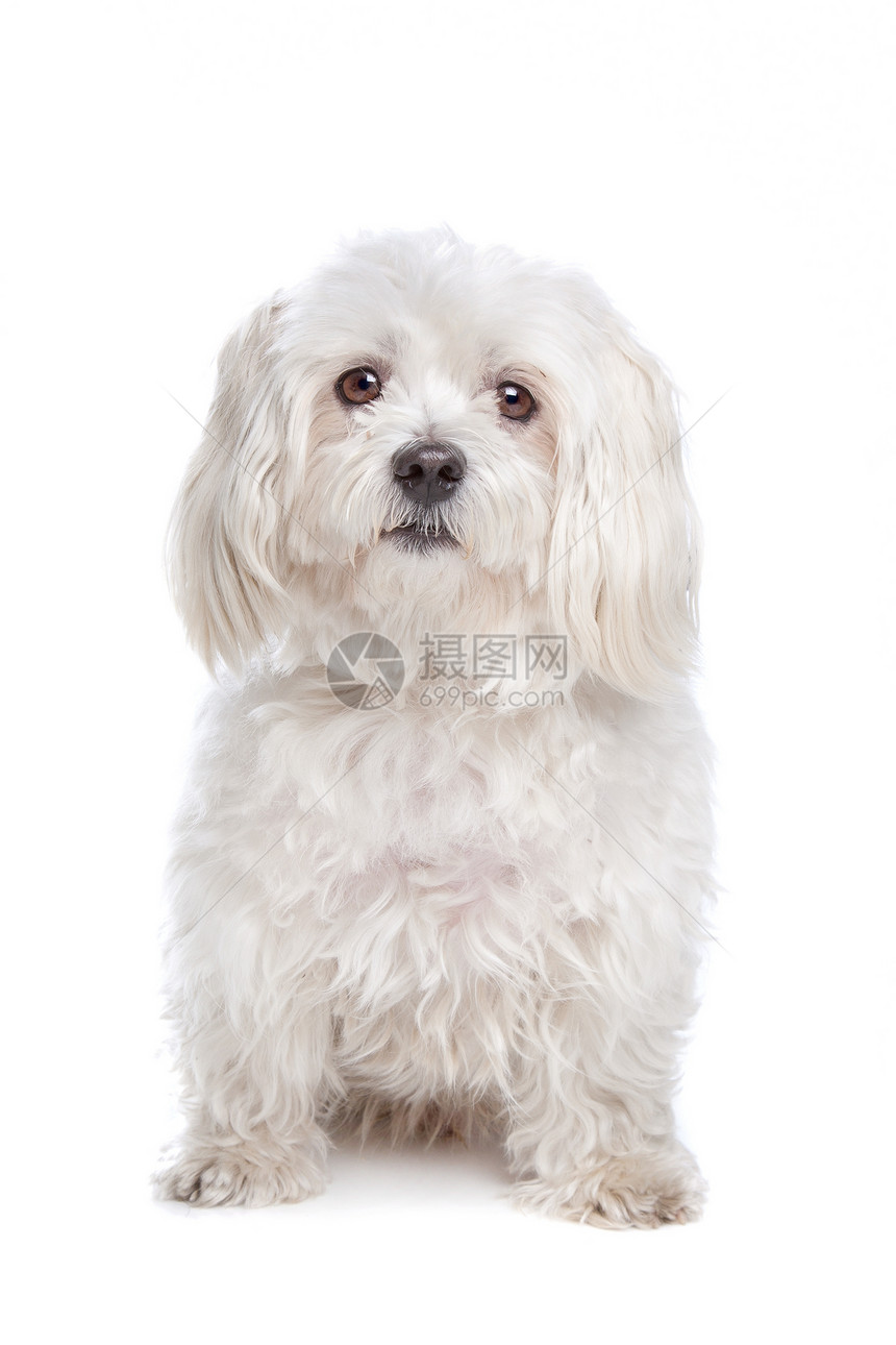 马耳他犬哺乳动物犬类工作室宠物家畜白狗白色动物图片