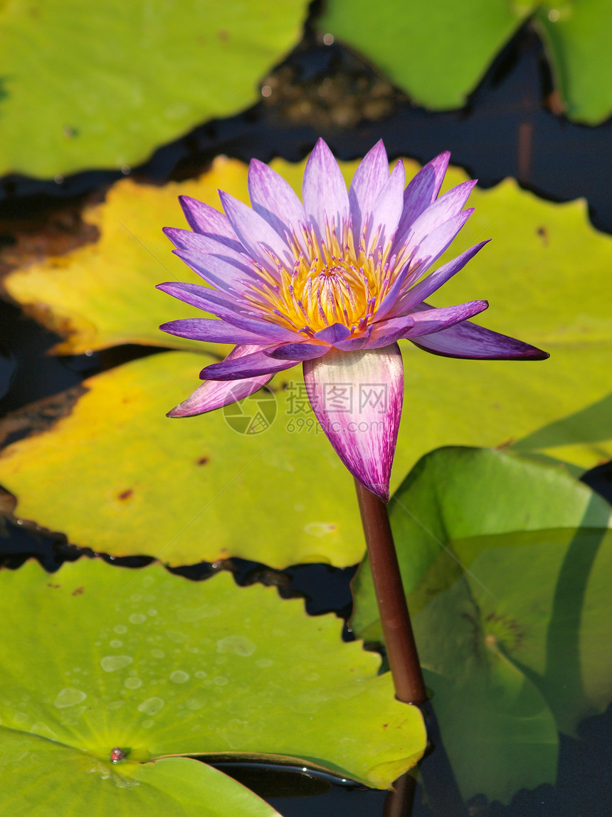 特写多彩紫色紫水百合花公园食物异国树叶荷花百合植物冥想环境植物学图片