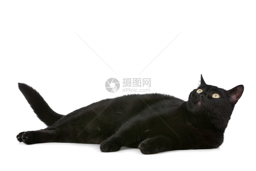 猫咪白色家畜黑猫脊椎动物宠物动物哺乳动物黑色工作室图片