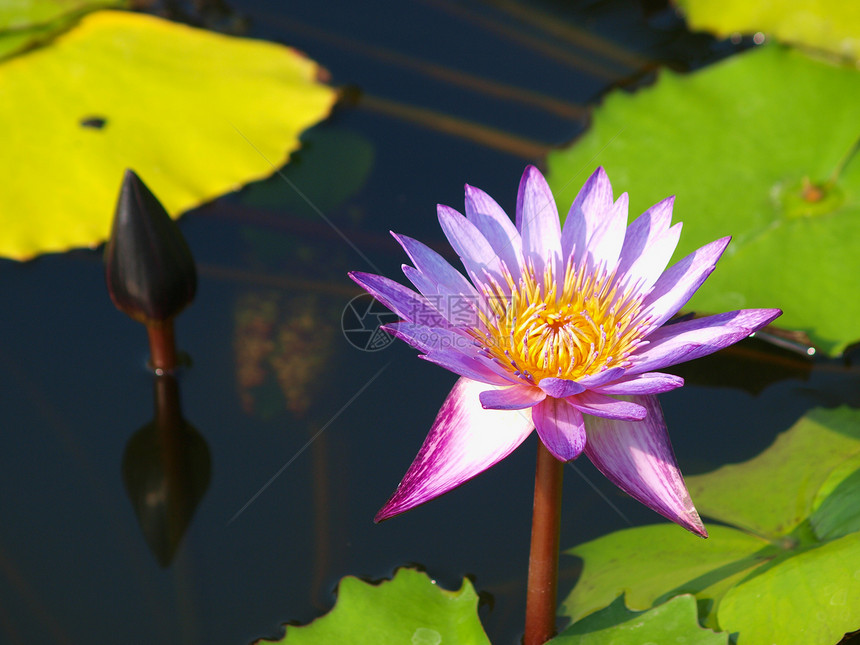特写多彩紫色紫水百合花植物学食物情调环境池塘异国季节冥想蜜蜂植物图片