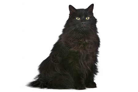 猫咪脊椎动物宠物哺乳动物工作室黑猫白色动物家畜黑色背景图片