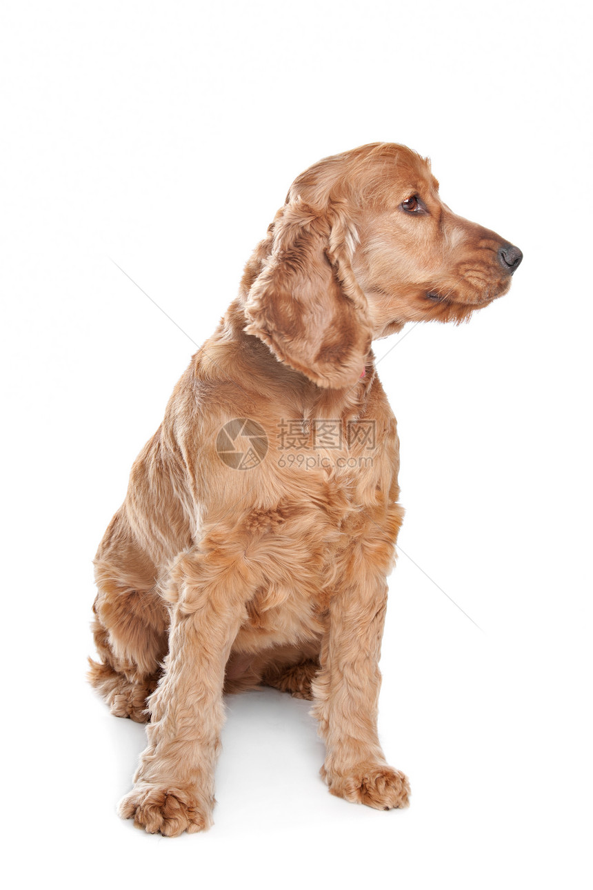 棕色公鸡斑马狗家畜猎犬动物犬类哺乳动物工作室图片