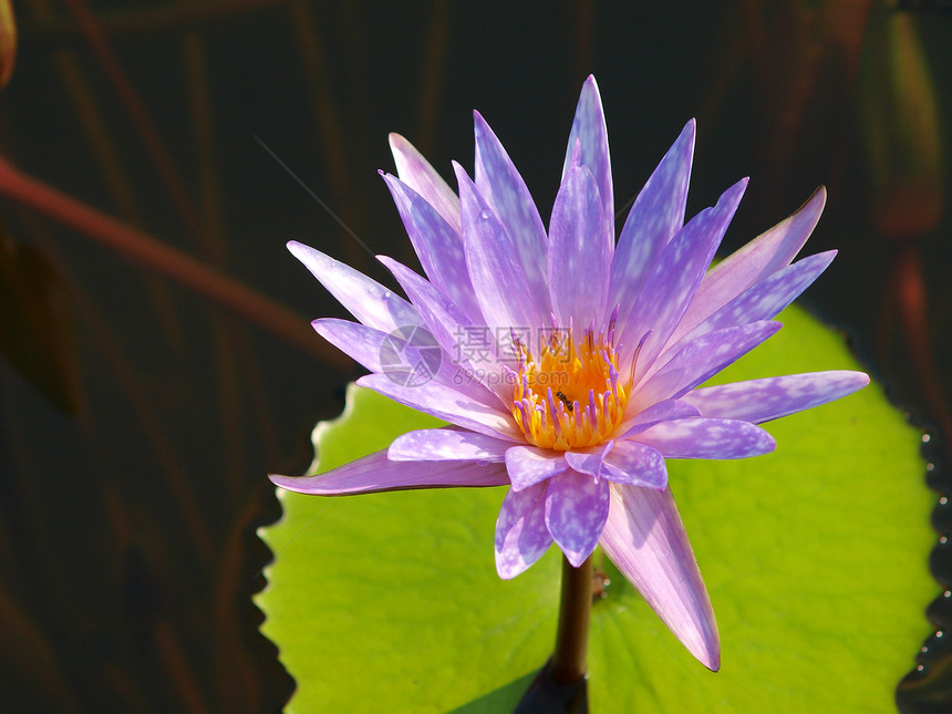 特写多彩紫色紫水百合花水池野花荷花宏观漂浮植被情调花园美丽植物图片
