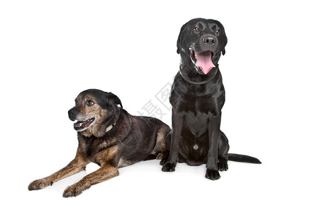 黑拉布拉多和混合品种狗背景图片