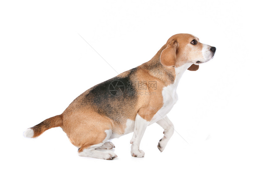贝格尔哺乳动物家畜犬类工作室棕色宠物动物白色图片