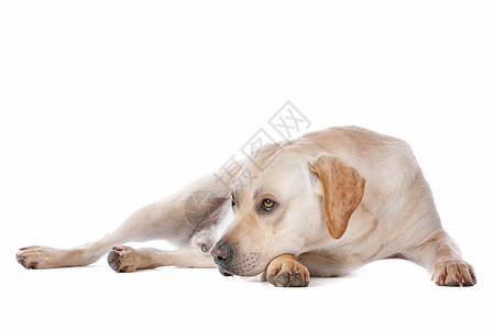 米白色拉布拉多犬拉布拉多检索家畜宠物犬类白色哺乳动物猎犬工作室黄色动物背景
