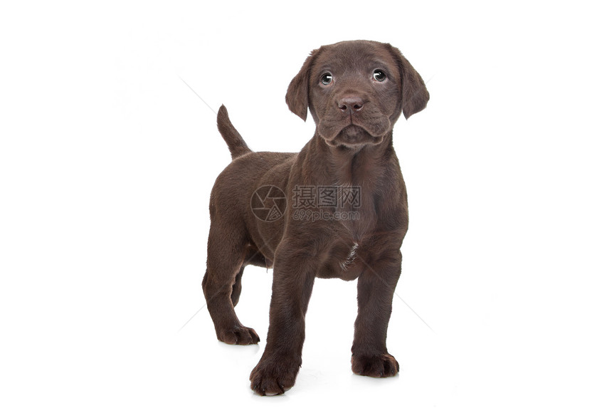 巧克力拉布拉多小狗工作室犬类哺乳动物白色棕色宠物动物猎犬图片