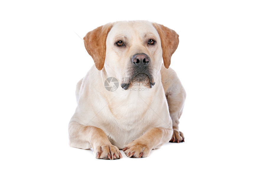 拉布拉多检索哺乳动物宠物猎犬家畜犬类黄色白色工作室动物图片