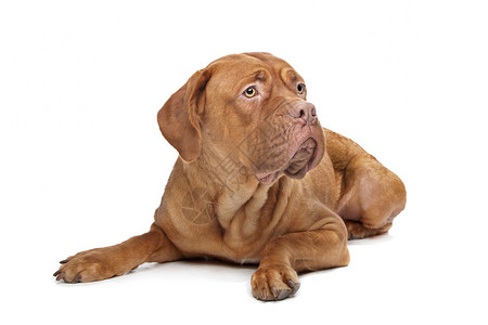 波尔多狗可爱的法国獒犬高清图片