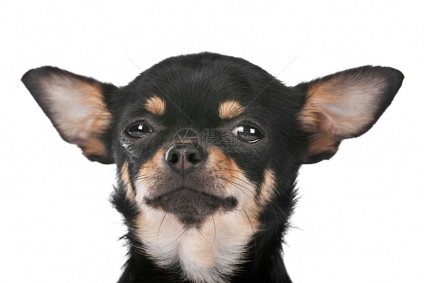 奇瓦瓦狗棕色宠物工作室动物黑色白色犬类家畜哺乳动物图片