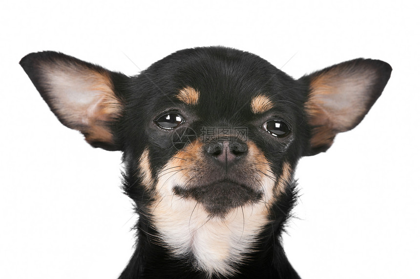 奇瓦瓦狗黑色家畜哺乳动物白色动物工作室宠物棕色犬类图片