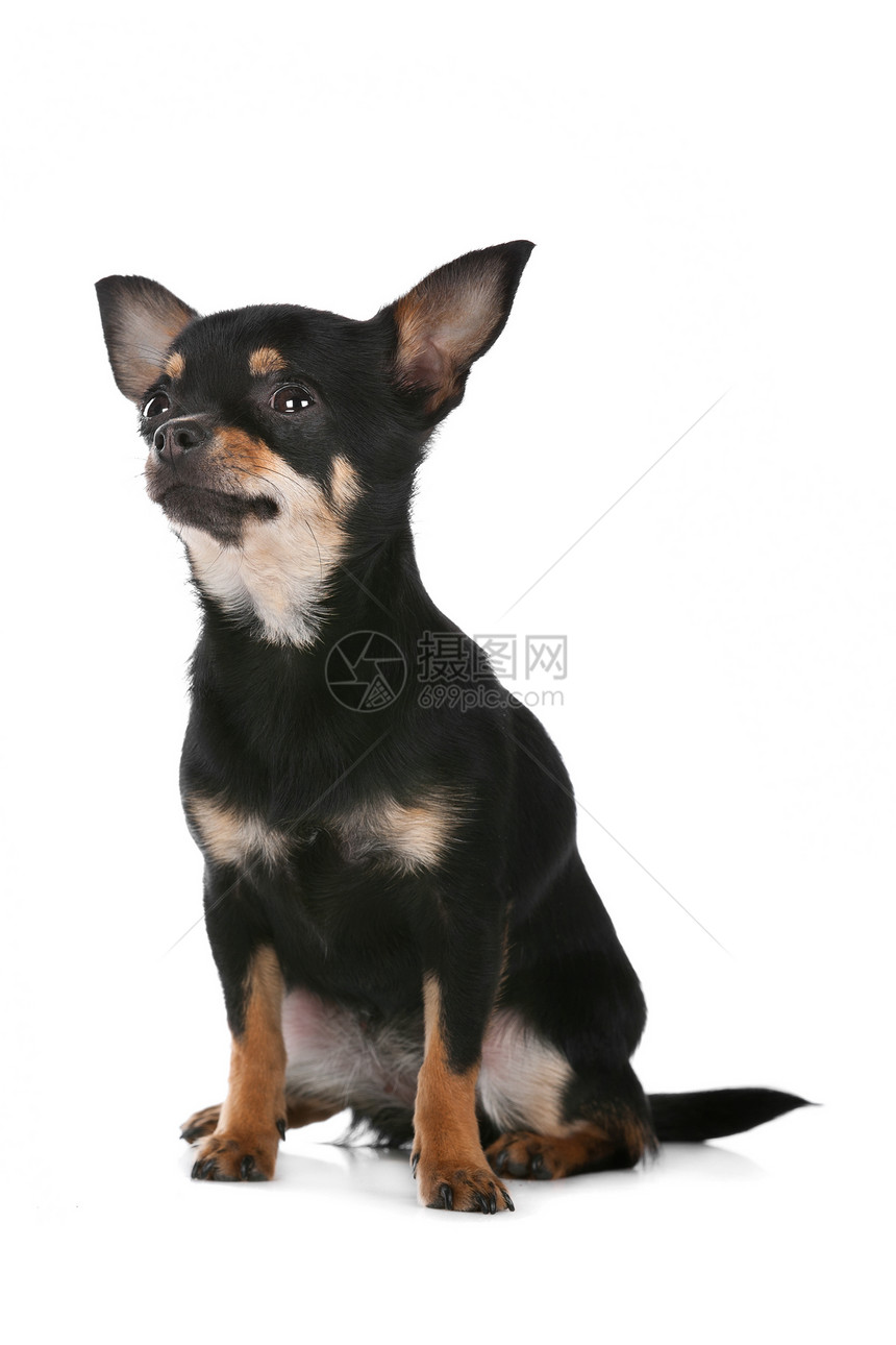 奇瓦瓦狗棕色犬类哺乳动物白色家畜动物宠物工作室黑色图片