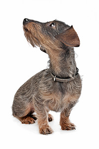 线型发型达赫肖德白色家畜宠物动物猎犬犬类工作室哺乳动物背景图片