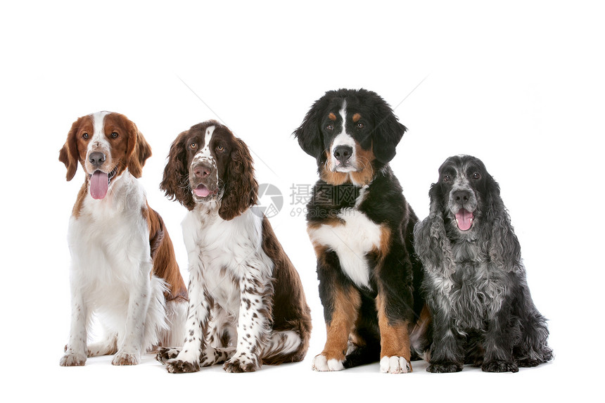 四只狗一连四只小狗宠物朋友们图片