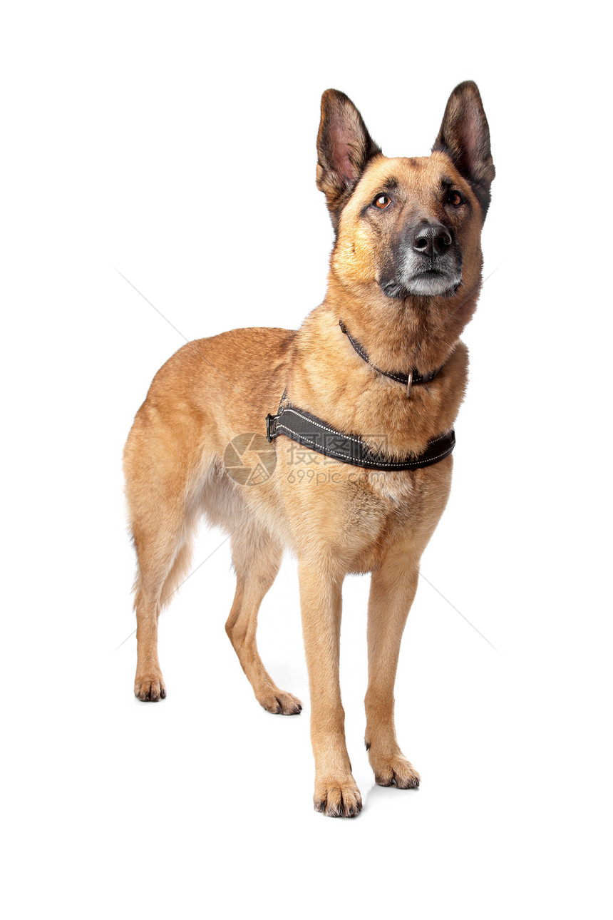 德国牧狗宠物犬类警卫黑色牧羊犬保镖警察动物哺乳动物棕色图片