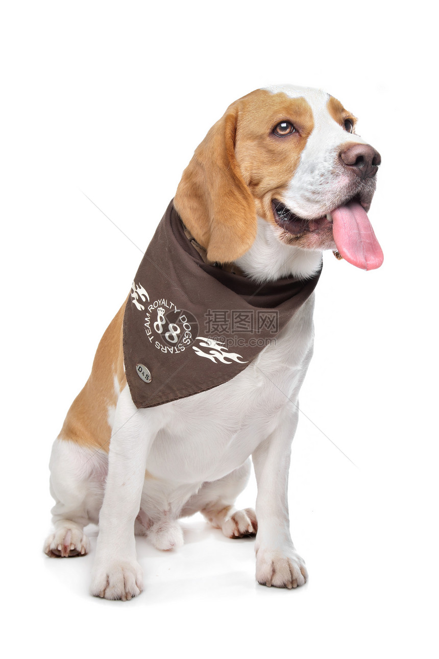 贝格尔工作室家畜白色动物棕色猎犬哺乳动物宠物犬类图片