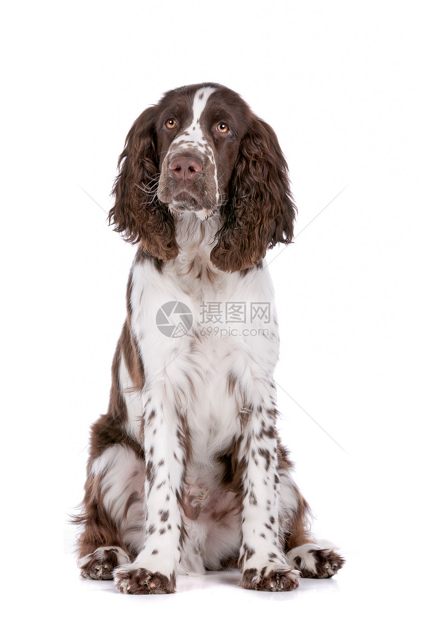 斯普林格 Spaniel猎犬工作室哺乳动物宠物家畜白色棕色动物脊椎动物英语图片