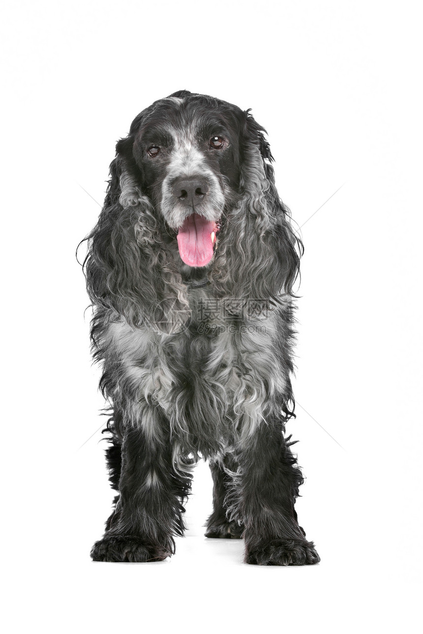 蓝色公鸡犬类哺乳动物猎犬黑色家畜工作室动物宠物白色英语图片