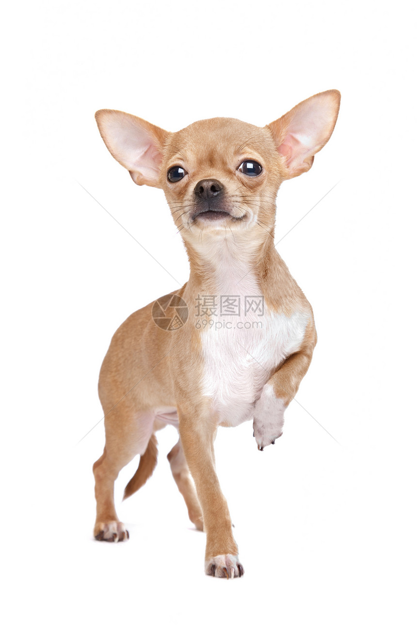 微型吉娃娃褐色哺乳动物动物家畜犬类白色短发宠物棕色图片