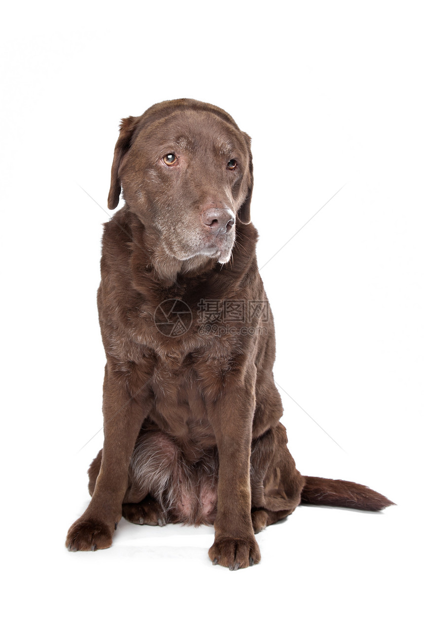 旧可悲的巧克力拉布拉多宠物实验室猎犬猎狗棕色哺乳动物图片