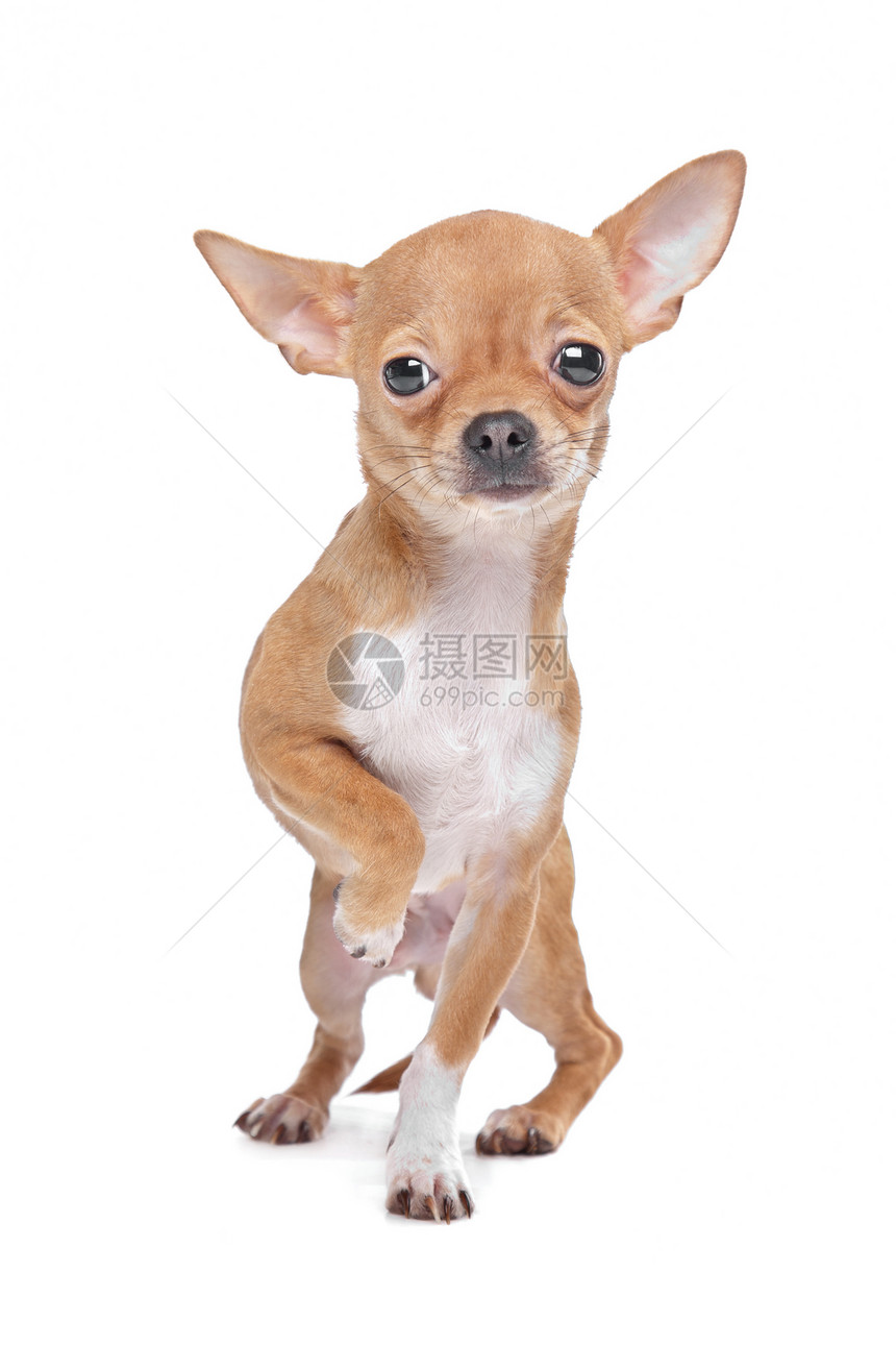 微型吉娃娃动物褐色犬类白色棕色短发哺乳动物宠物家畜图片