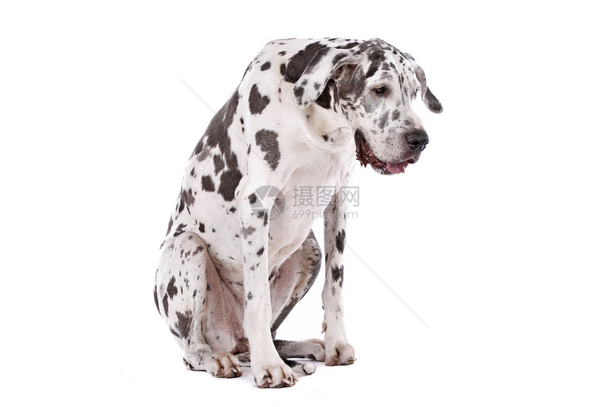 伟大的达恩哈勒金黑色宠物丑角工作室犬类家畜白色动物黑与白图片