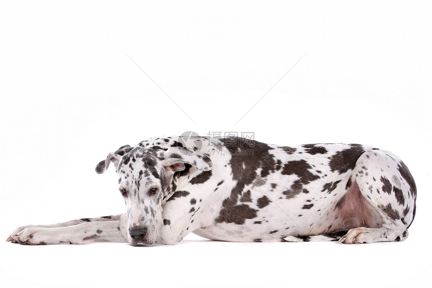 伟大的达恩哈勒金宠物犬类工作室家畜休息白色黑色黑与白睡眠丑角图片