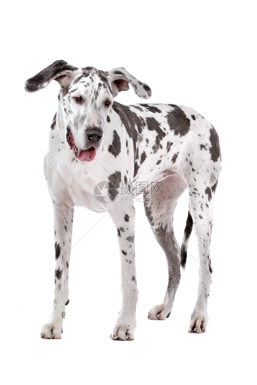 伟大的达恩哈勒金家畜犬类黑与白工作室白色动物黑色宠物丑角图片