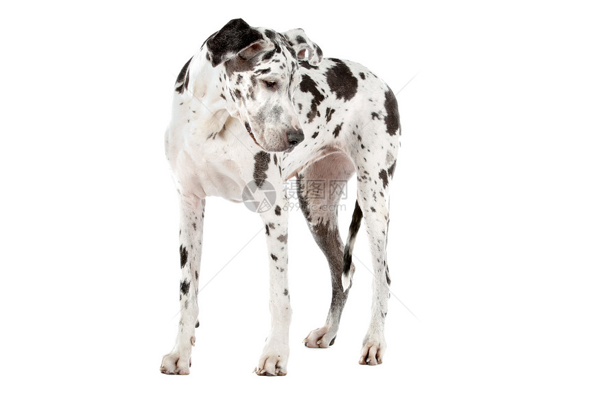 伟大的达恩哈勒金家畜黑色宠物犬类白色工作室丑角动物黑与白图片