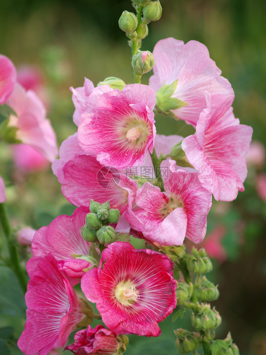 粉红霍利霍克Althaea玫瑰花朵红色花朵家庭玫瑰花木槿草本树叶植物蔷薇绿色图片
