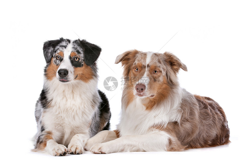 两只澳大利亚牧狗宠物哺乳动物工作室家畜牧羊人犬类白色棕色友谊动物图片