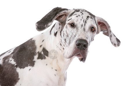 伟大的达恩哈勒金丑角犬类黑色家畜工作室宠物肖像白色黑与白动物背景图片