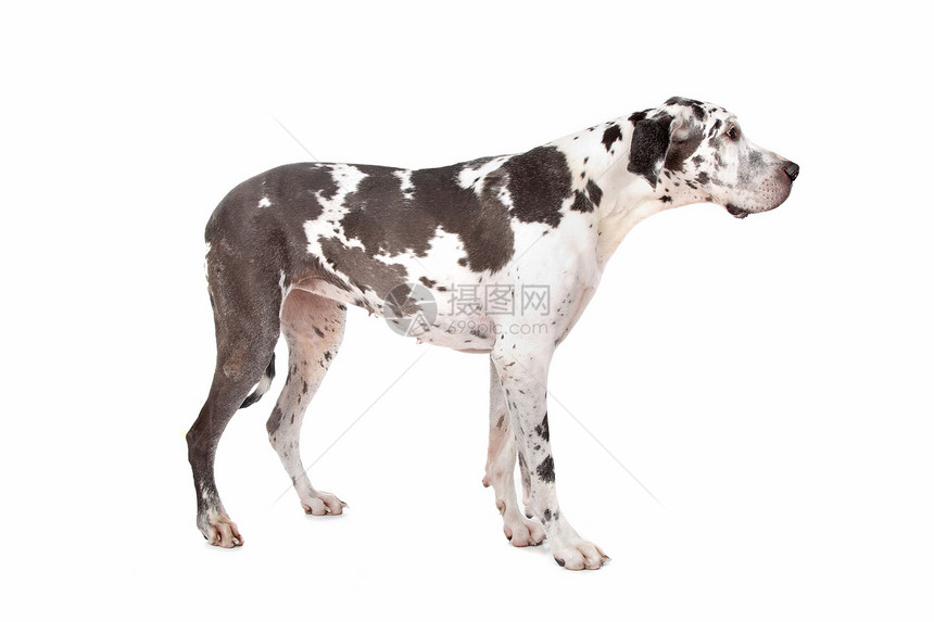 伟大的达恩哈勒金犬类白色丑角黑与白黑色工作室动物宠物家畜图片