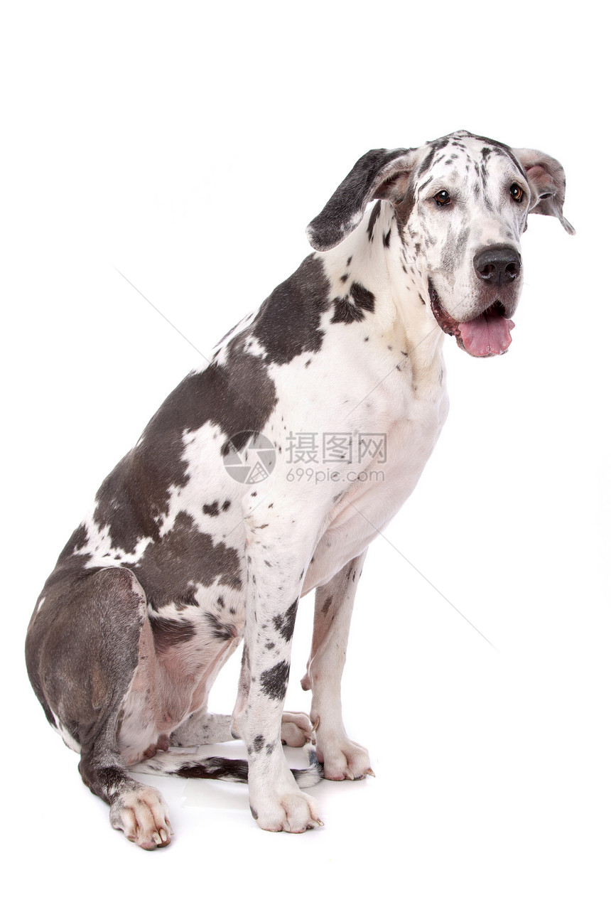伟大的达恩哈勒金动物丑角白色犬类黑色宠物工作室家畜黑与白图片