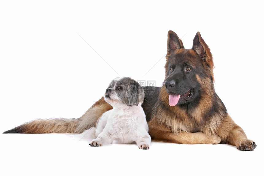 德国牧羊人和混种狗宠物棕色主题警卫安全白色朋友家畜长发犬类图片