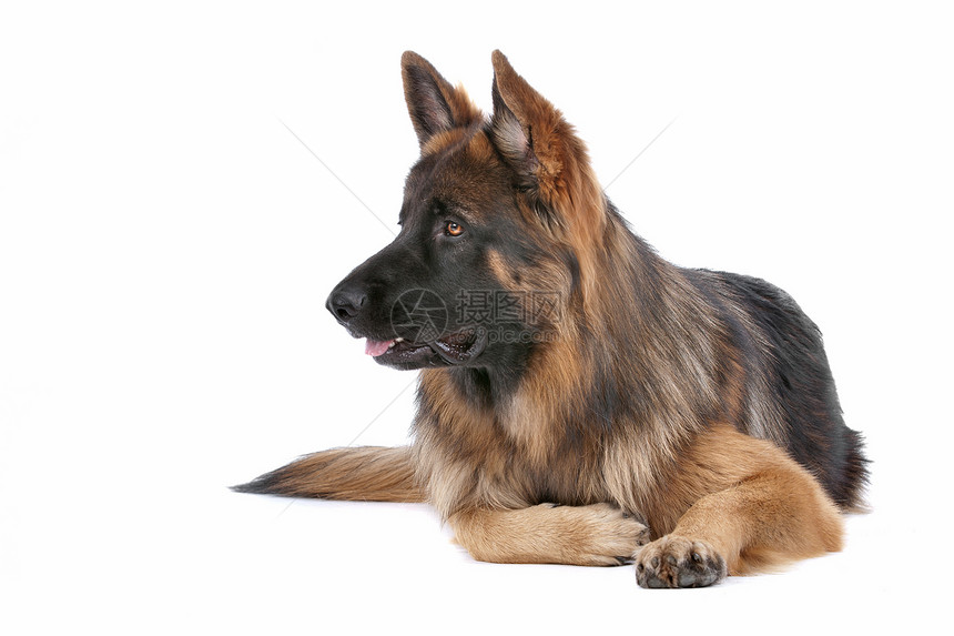 德国牧羊人哺乳动物家畜动物牧羊犬警卫犬类主题朋友宠物棕色图片