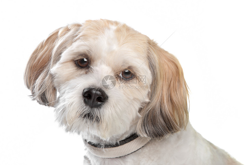 热潮狗动物犬类哺乳动物工作室家畜宠物图片