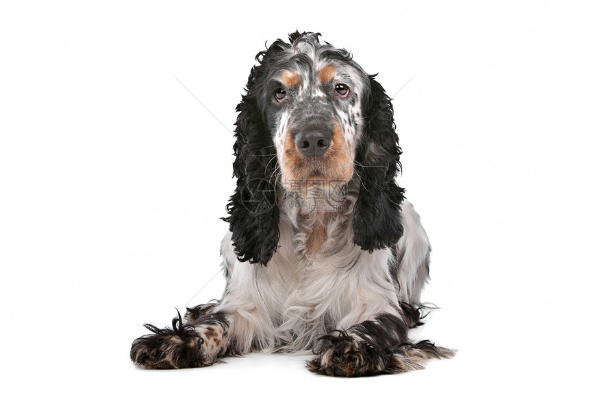英国黑色犬类哺乳动物英语工作室棕色灰色白色宠物猎犬图片