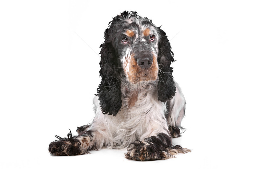 英国英语棕色黑色工作室宠物犬类白色哺乳动物猎犬灰色图片