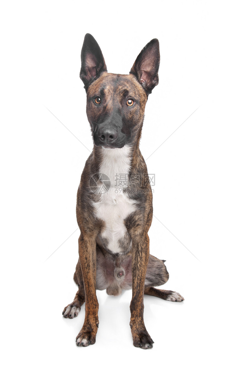 比利时脊椎动物哺乳动物棕色犬类警犬动物牧羊人白色家畜纯种狗图片