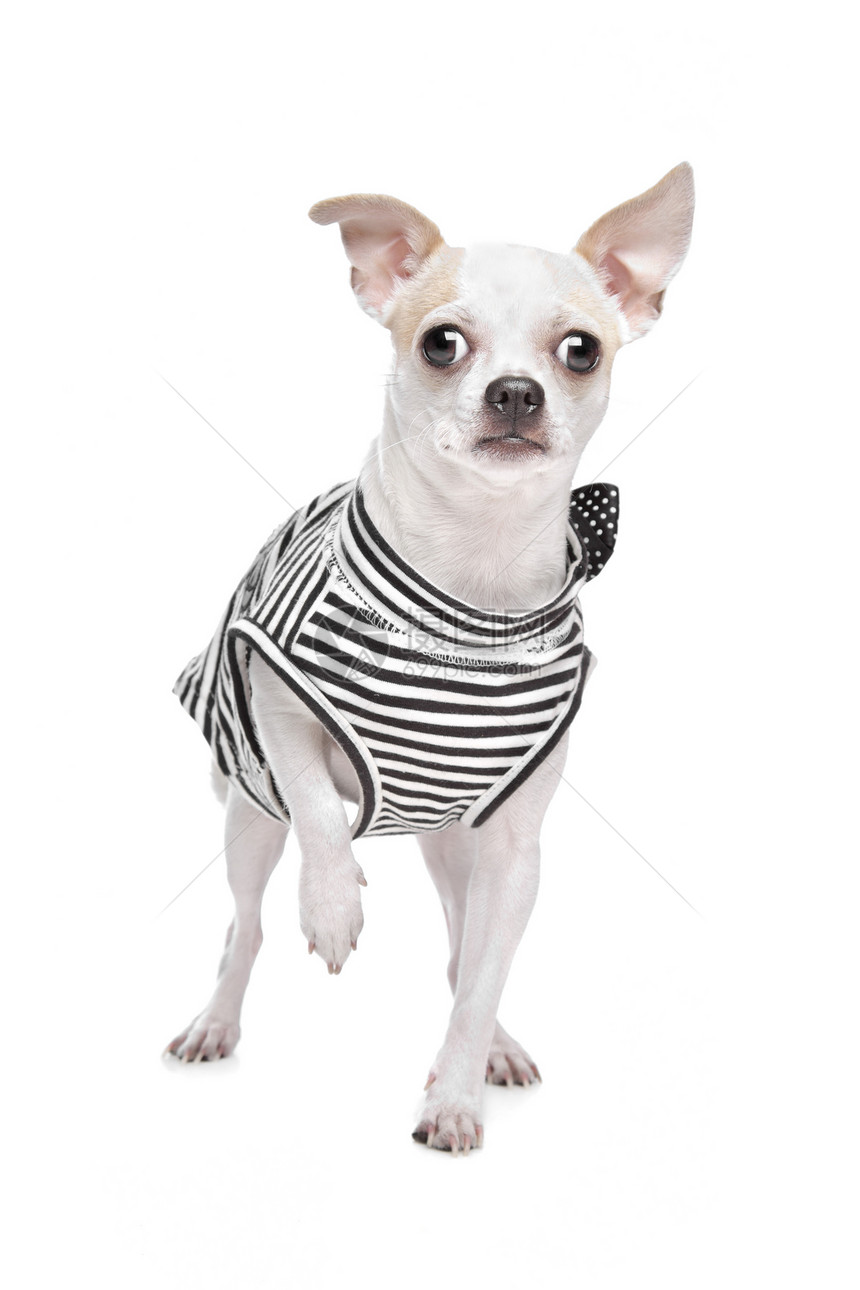 穿着齐华装的吉娃娃动物工作室哺乳动物白色哈巴狗宠物犬类家畜脊椎动物戏服图片