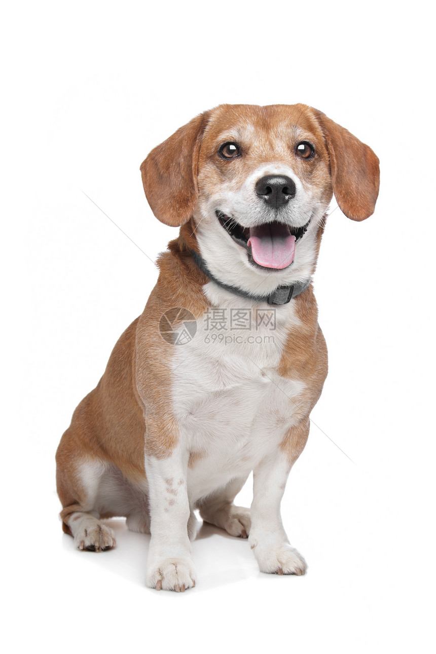 贝格尔棕色犬类宠物猎犬哺乳动物白色工作室动物家畜图片