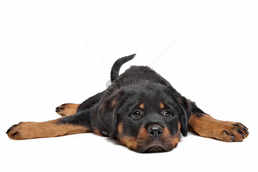 小狗犬类棕褐色棕色家畜哺乳动物工作室动物宠物白色黑色图片