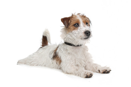 杰克罗塞尔泰瑞尔动物棕色犬类家畜短腿白色猎犬高清图片