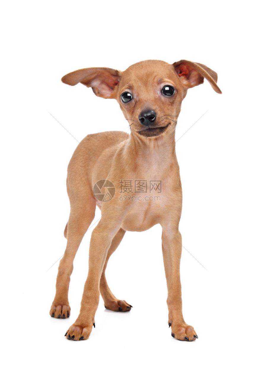 微型小狗宠物动物白色宾犬哺乳动物犬类血统短毛猎犬棕色图片