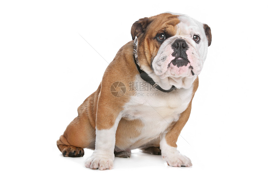 英国公牛犬皱纹动物犬类宠物哺乳动物白色英语家畜斗牛犬工作室图片